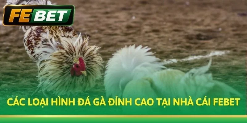 Các loại hình đá gà đỉnh cao tại Nhà cái Febet