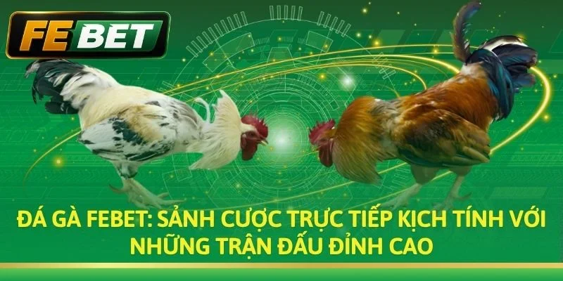 Đá Gà FEBET: Trực Tiếp Đá Gà Thomo & Kèo Cược Hấp Dẫn