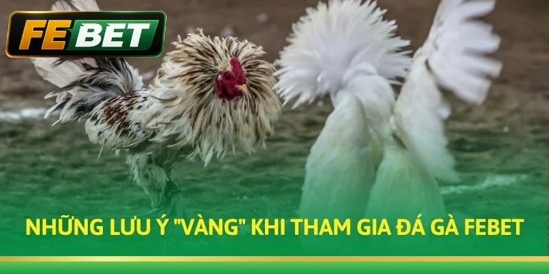 Những lưu ý "vàng" khi tham gia Đá Gà FEBET