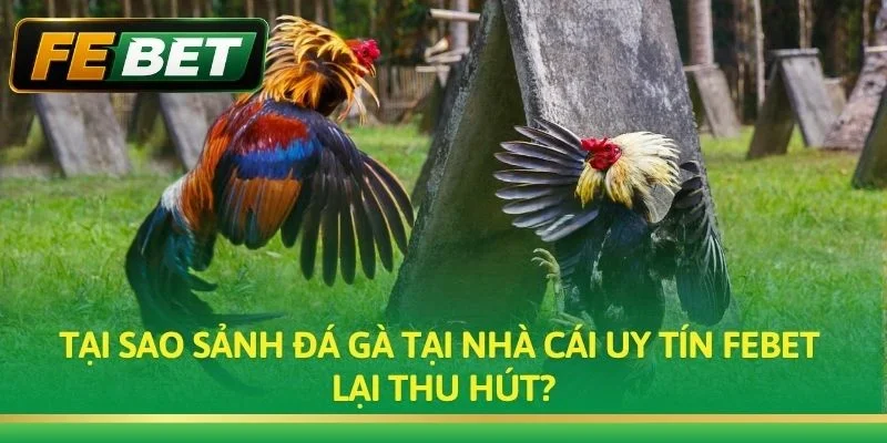 Tại sao sảnh đá gà tại nhà cái uy tín Febet lại thu hút?
